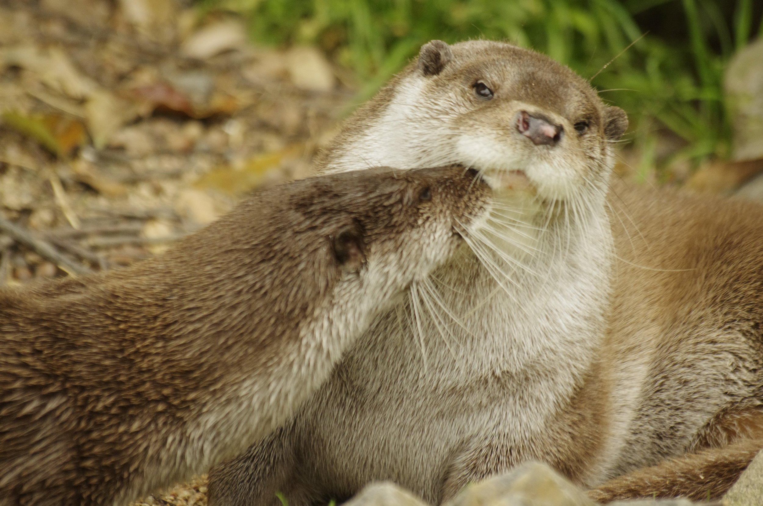 Otter Doesn't Really Want a Kiss Right Now