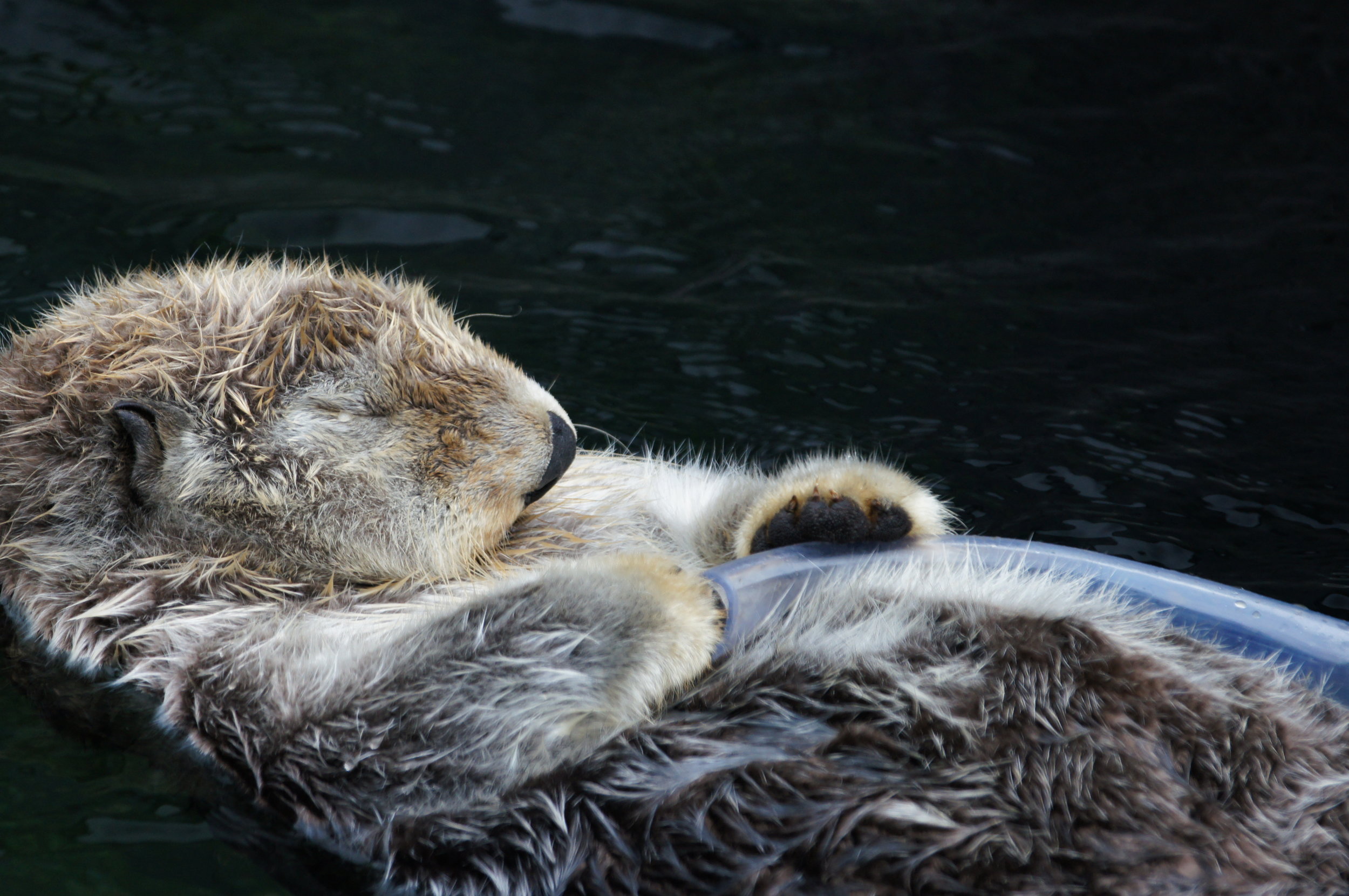 Sea Otter Snoozes Holding a Tube Toy