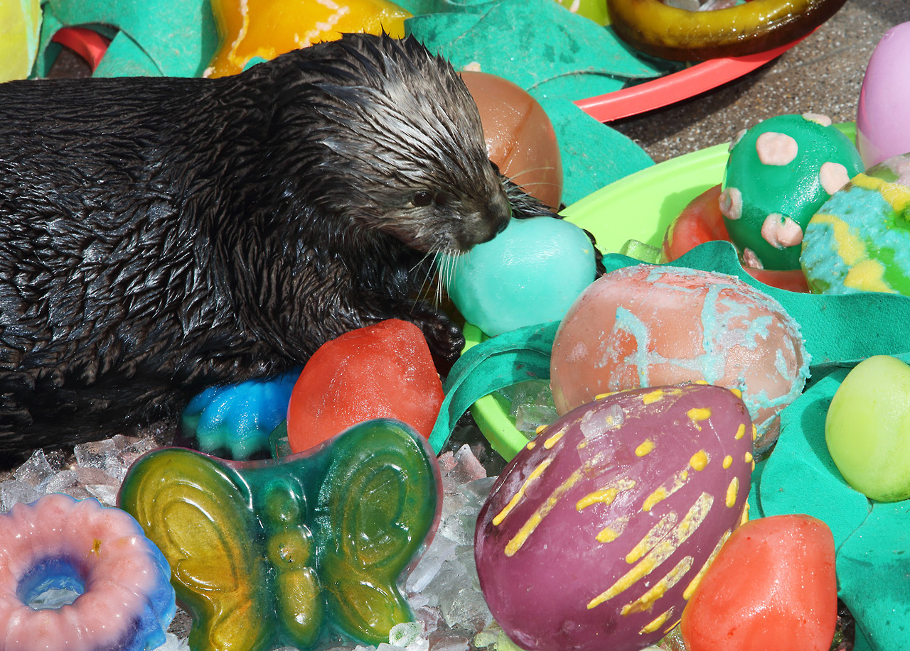 Sea Otters at Monterey Bay Aquarium Celebrate Easter with Ice Eggs and Clam Frosting 2