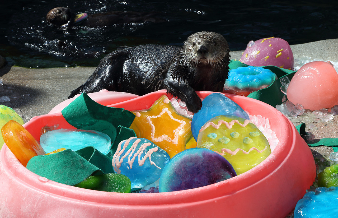 Sea Otters at Monterey Bay Aquarium Celebrate Easter with Ice Eggs and Clam Frosting 1