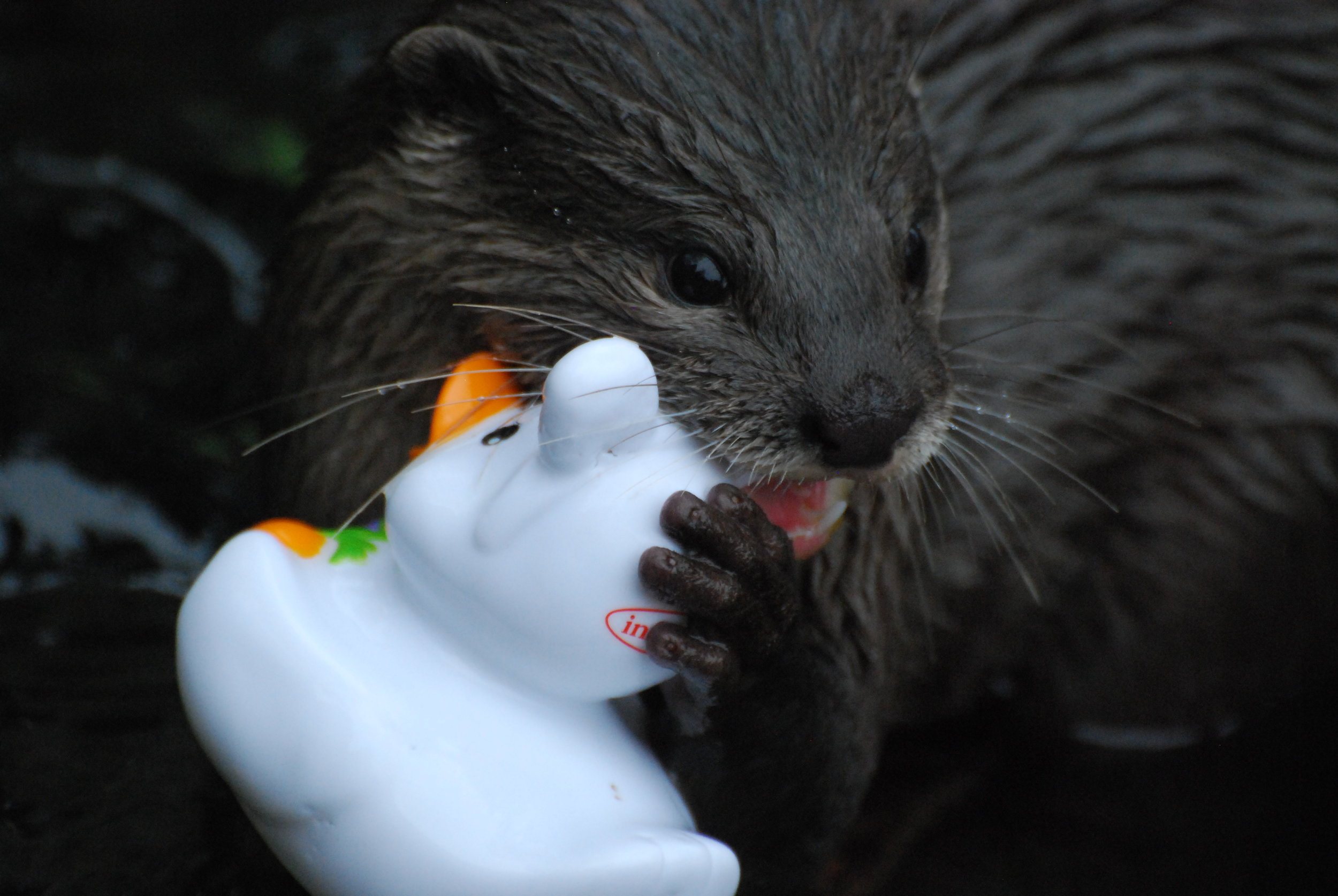 Otters Set to Damaging Their Easter Toys 2