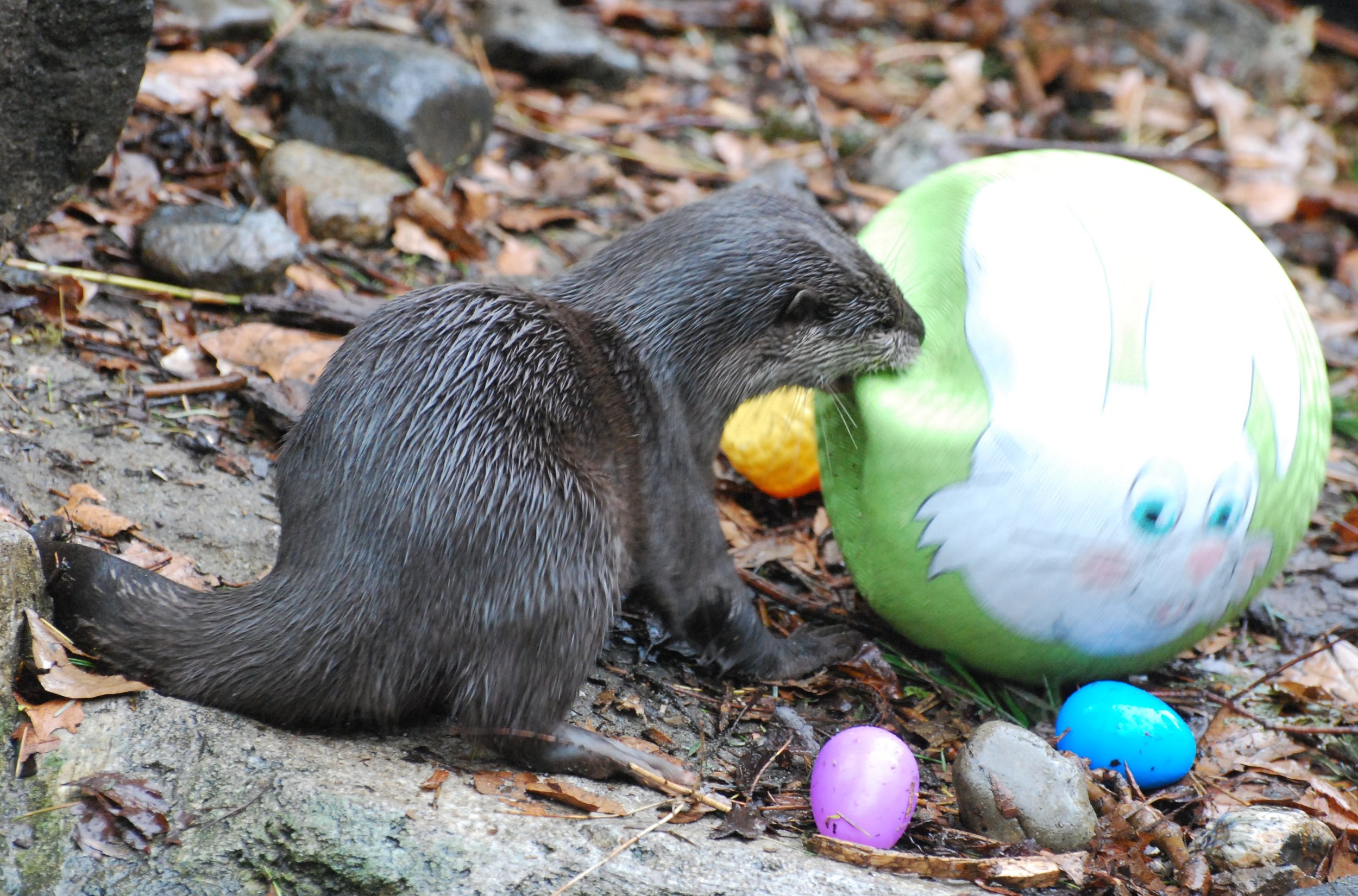 Otters Set to Damaging Their Easter Toys 1