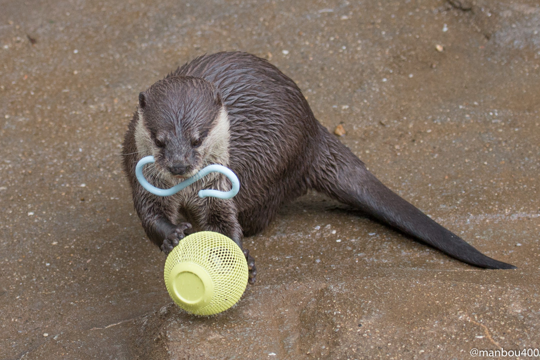 Otters Are Loaded Up with Toys 1