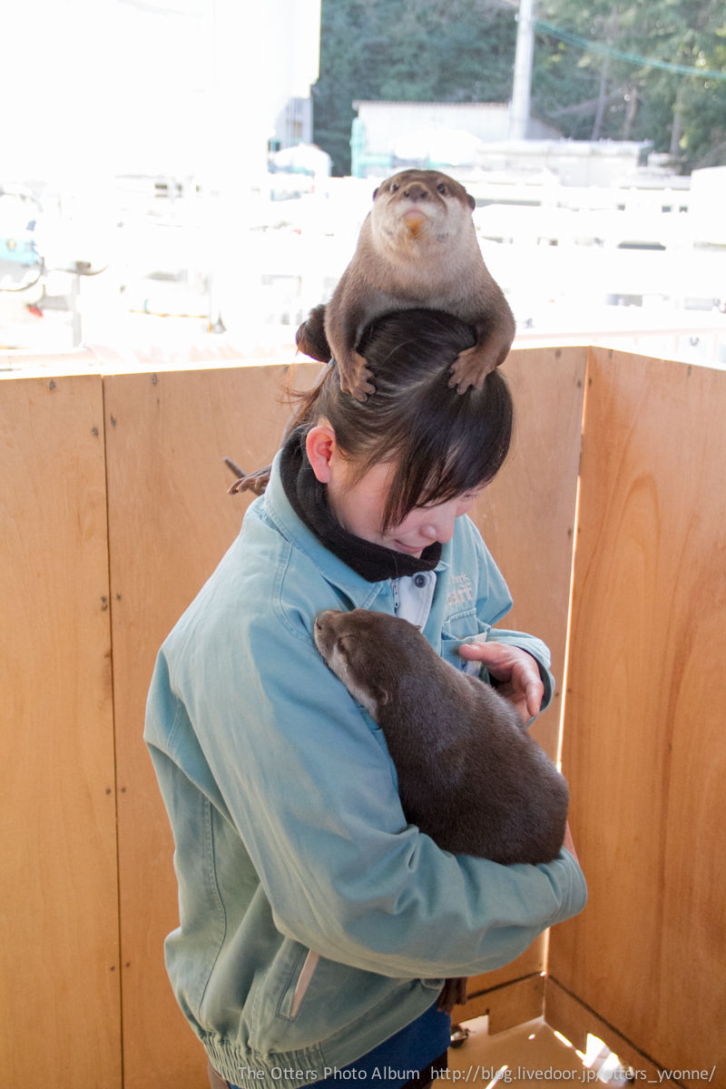 Not Content to Be Held in the Keeper's Arms, Otter Perches on Her Head Instead
