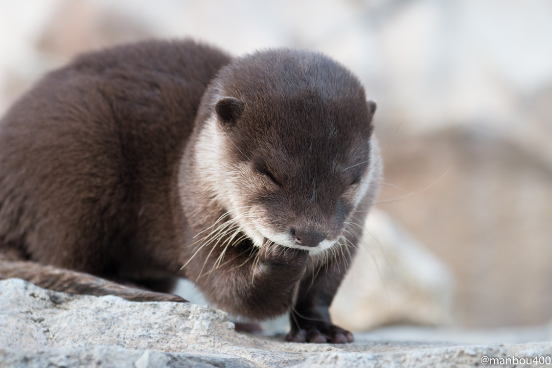 Otter Pup Has a Private Little Chuckle