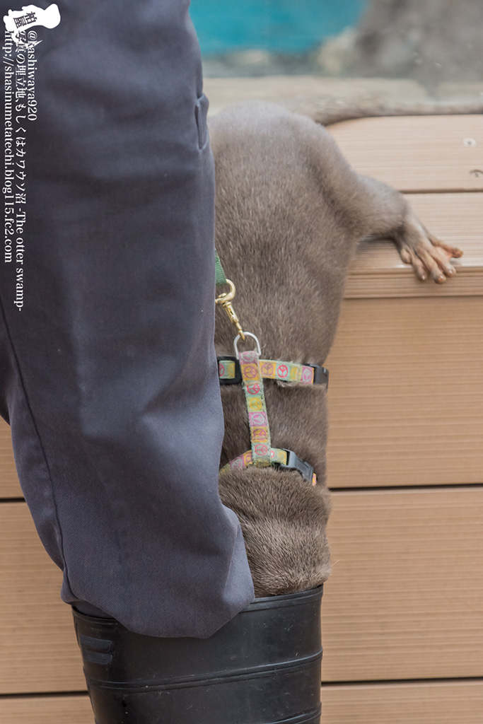 Otter Is Very Curious to Know What's in the Keeper's Boot