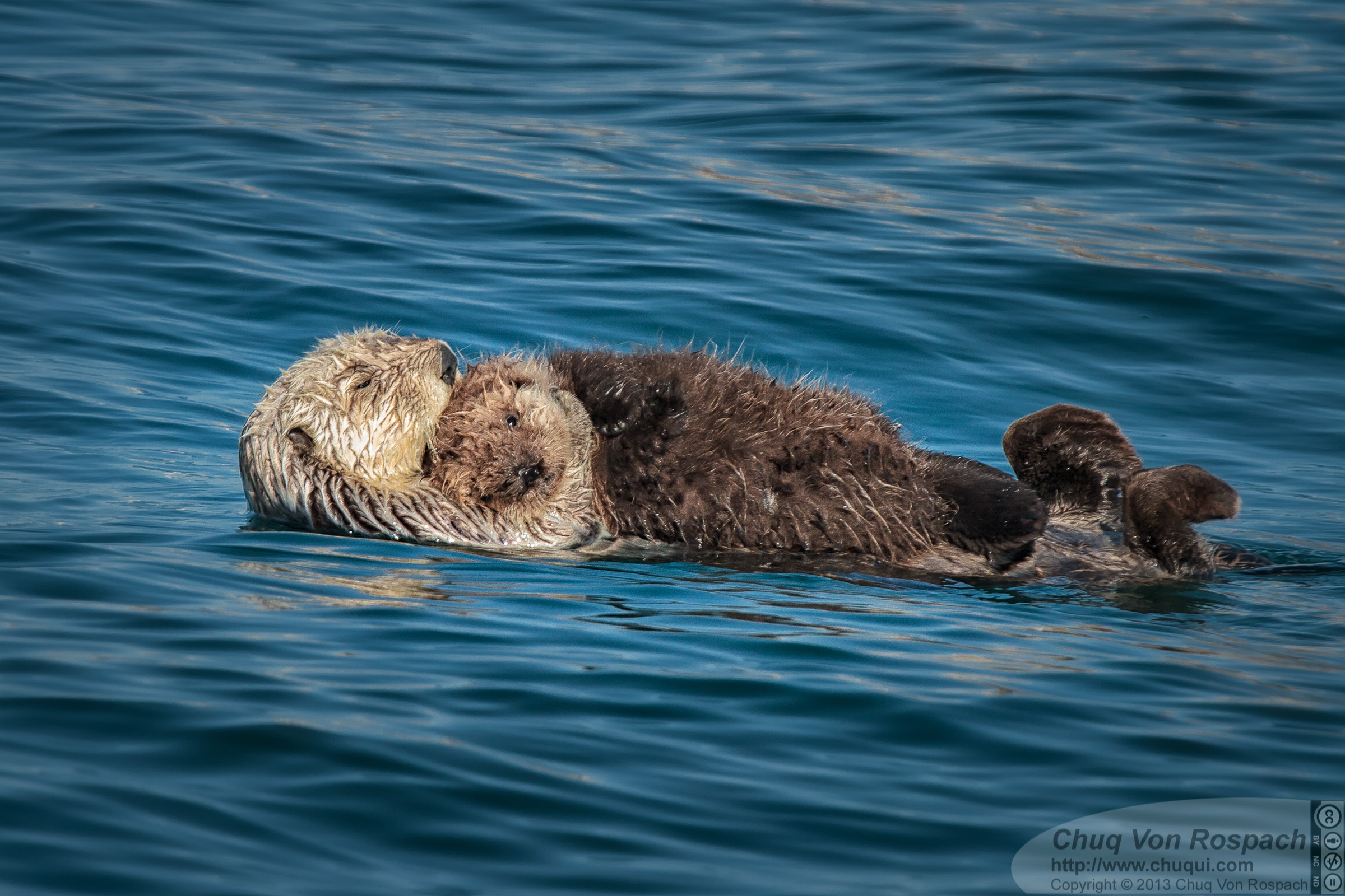Sea Otter Mother Floats Holding Her Pup Close