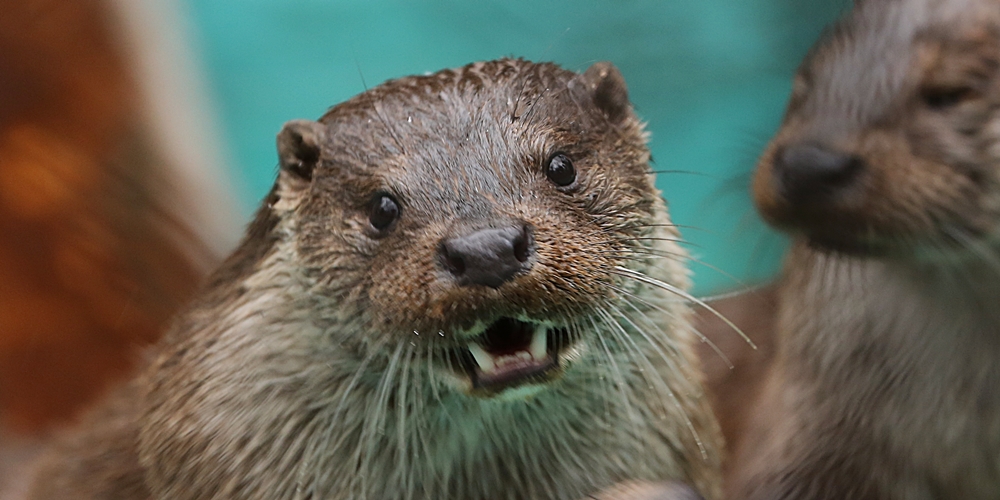 Hello! Thank You for Coming to the Daily Otter Today!