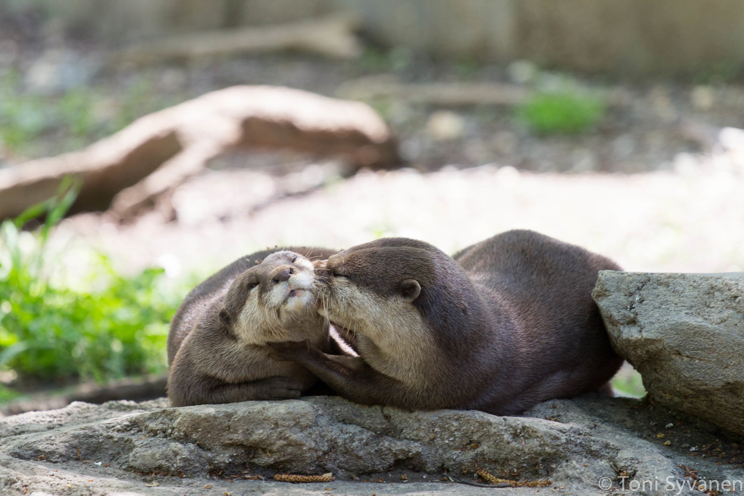 Otter's Friend Needs a Kiss on the Cheek