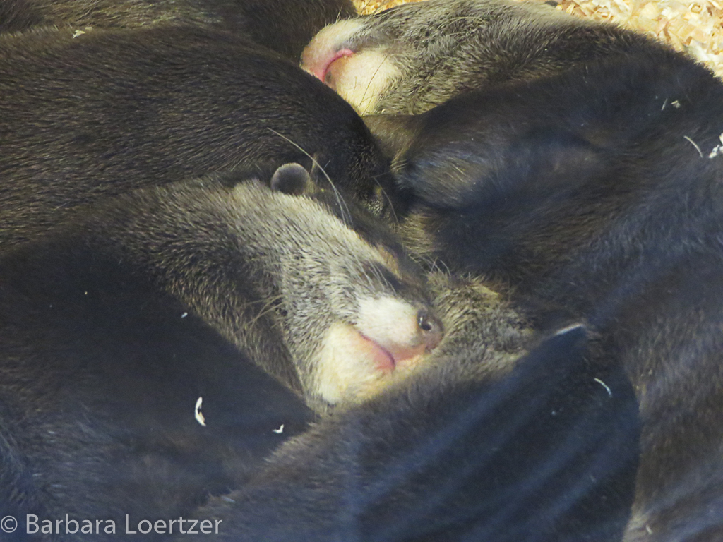 Those Energetic Otters Look So Peaceful When Napping