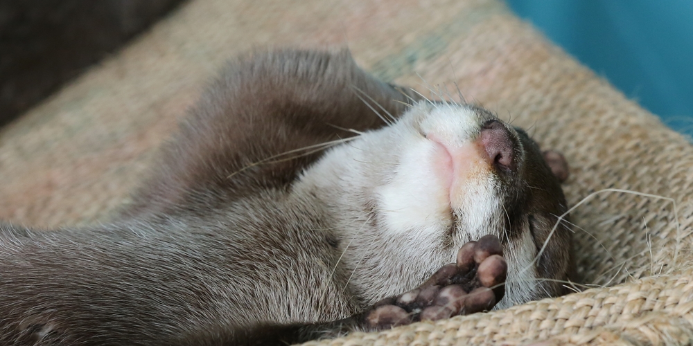 This Is the Face of Otter Contentment