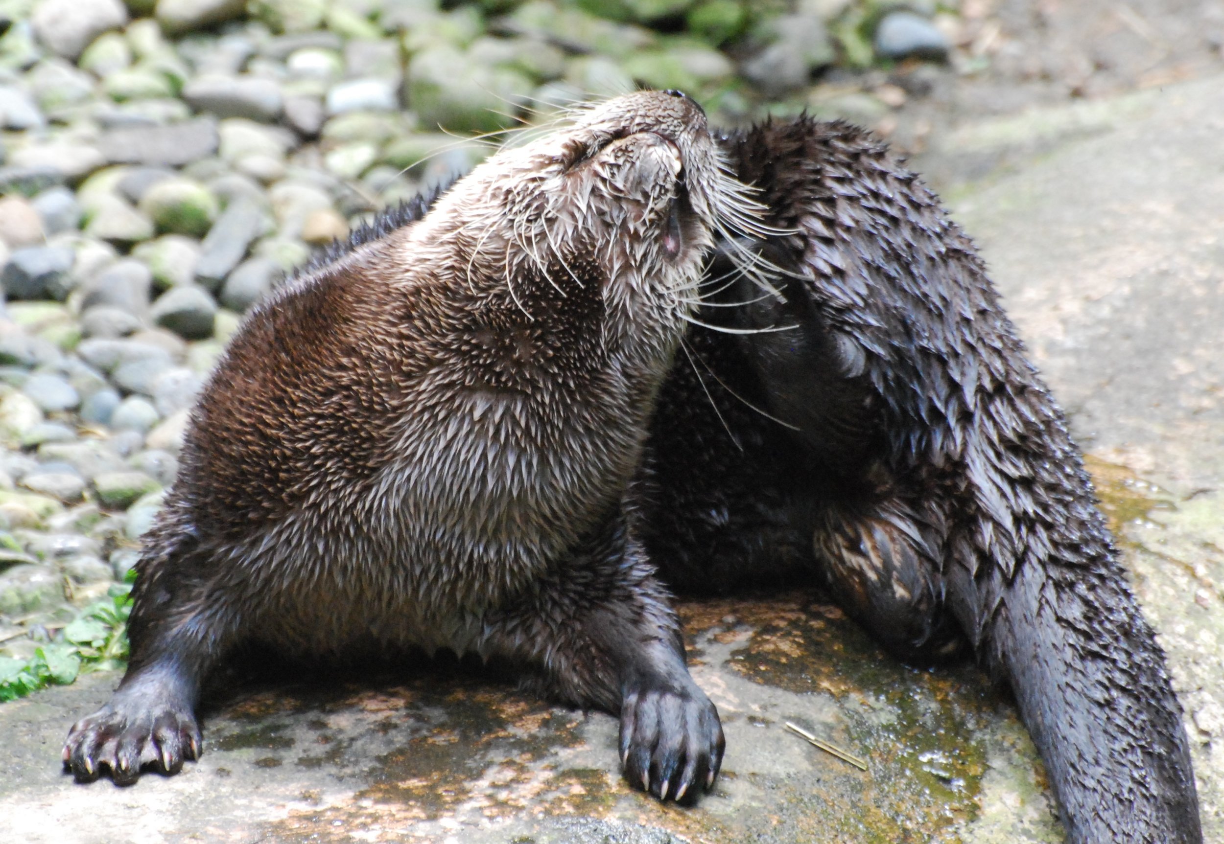 Otter Scratches a Head Itch