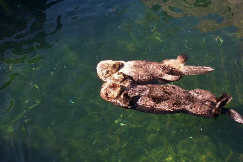 Sea Otters Float and Snooze Holding Hands