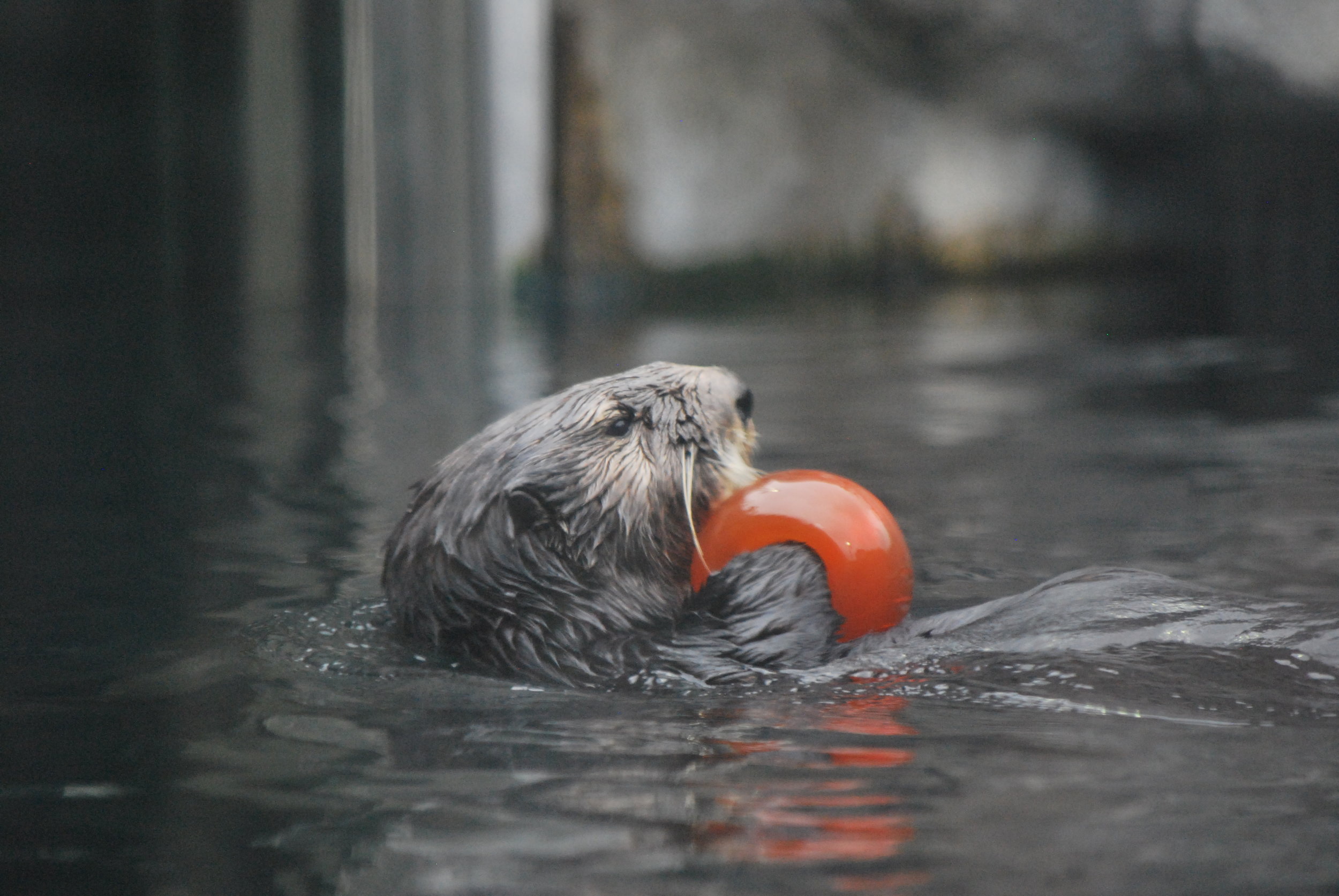 Sea Otter Has a Ball
