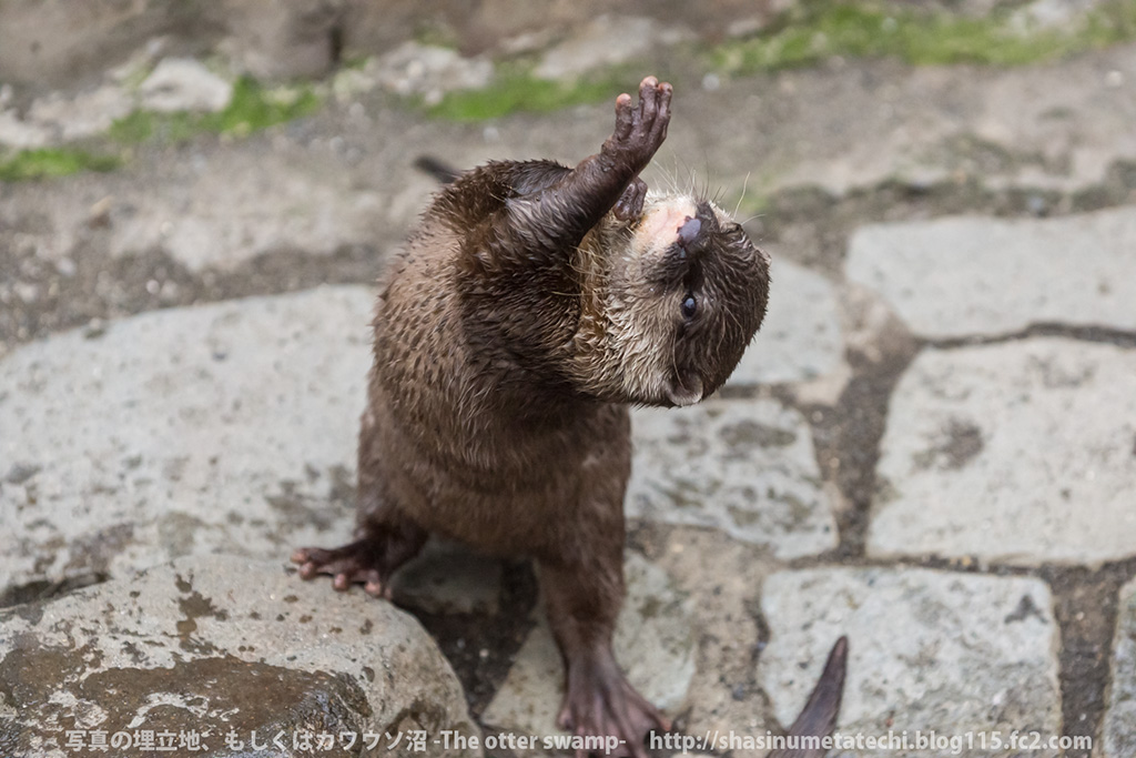 Otter Practices His Interpretive Dance