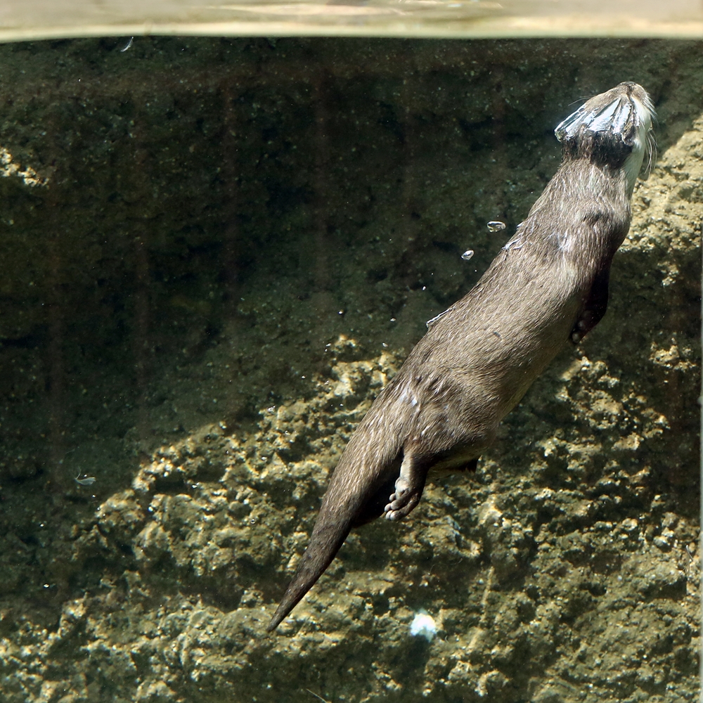 Otter Is Optimized for Maximum Hydrodynamics! 2