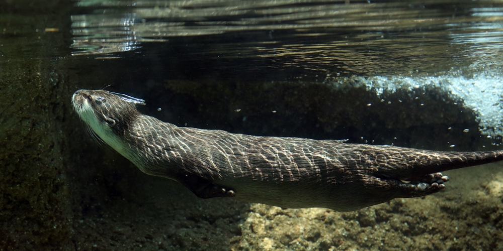 Otter Is Optimized for Maximum Hydrodynamics! 1