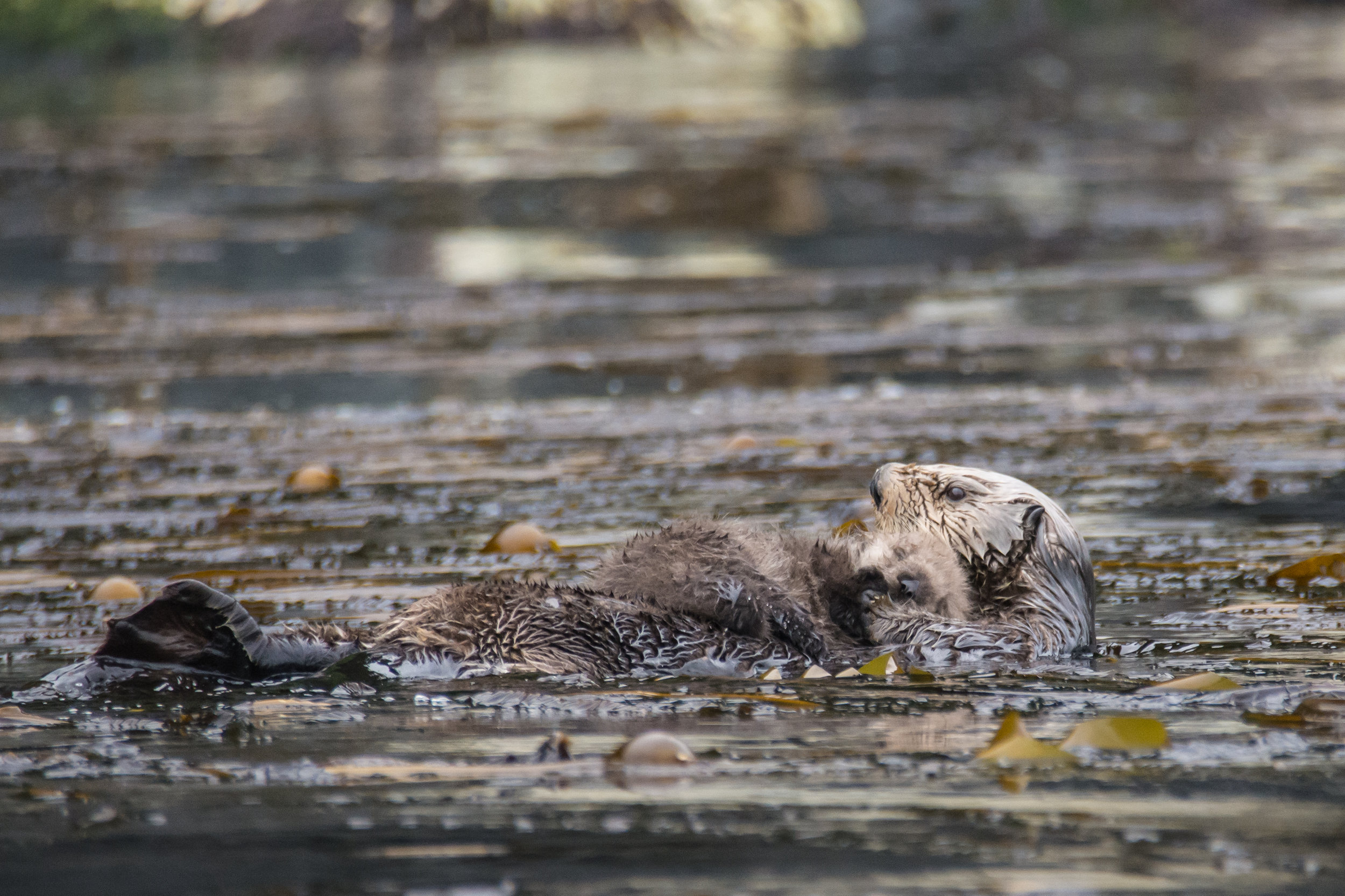 Sea Otter Pup Snoozes, Safely Held on Mum's Belly 
