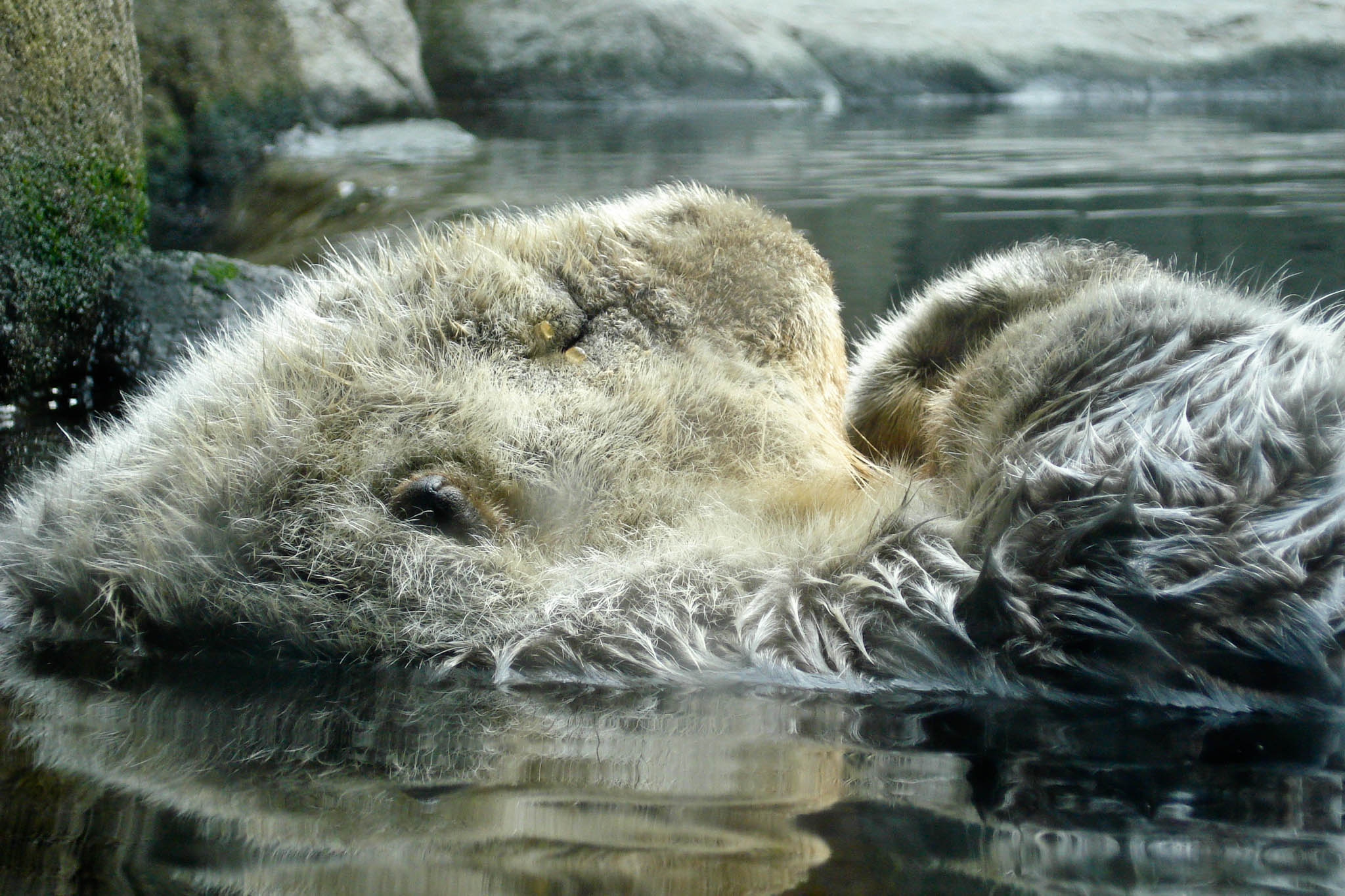 Sea Otter Snoozes So Peacefully