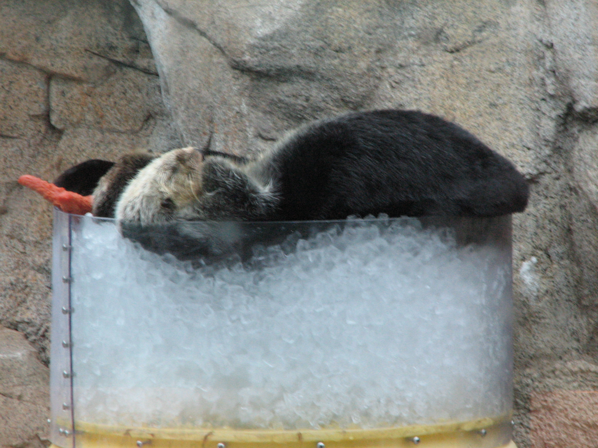 Sea Otters Relax in an Ice Tub with Their Toy Starfish 1