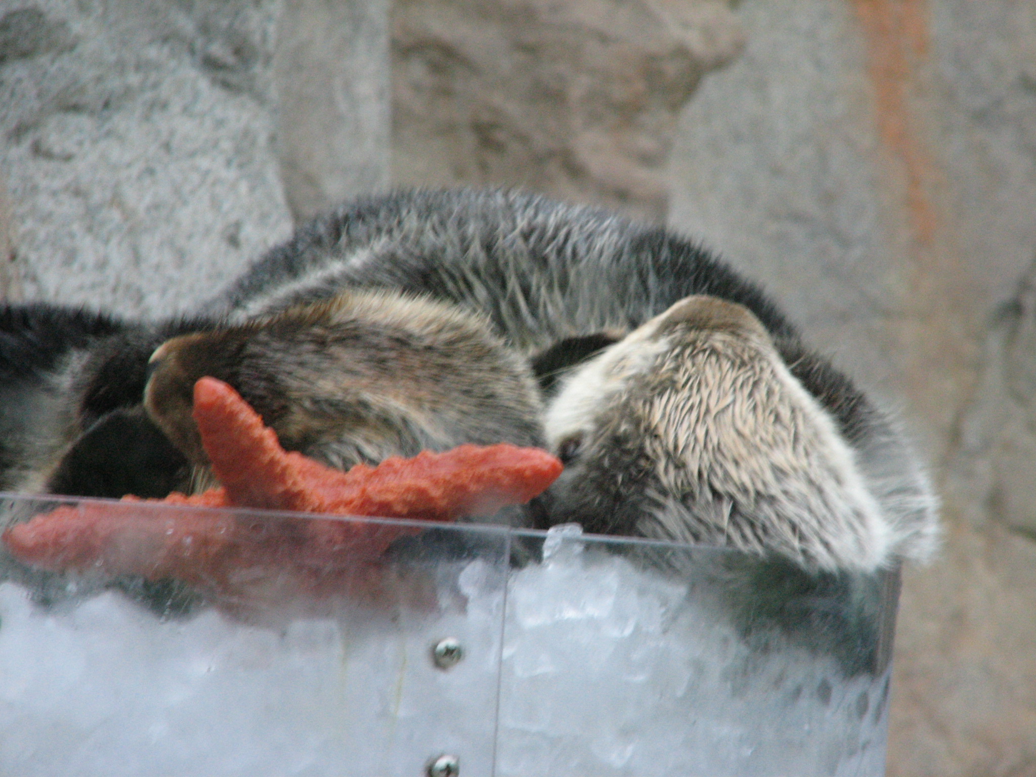 Sea Otters Relax in an Ice Tub with Their Toy Starfish 2