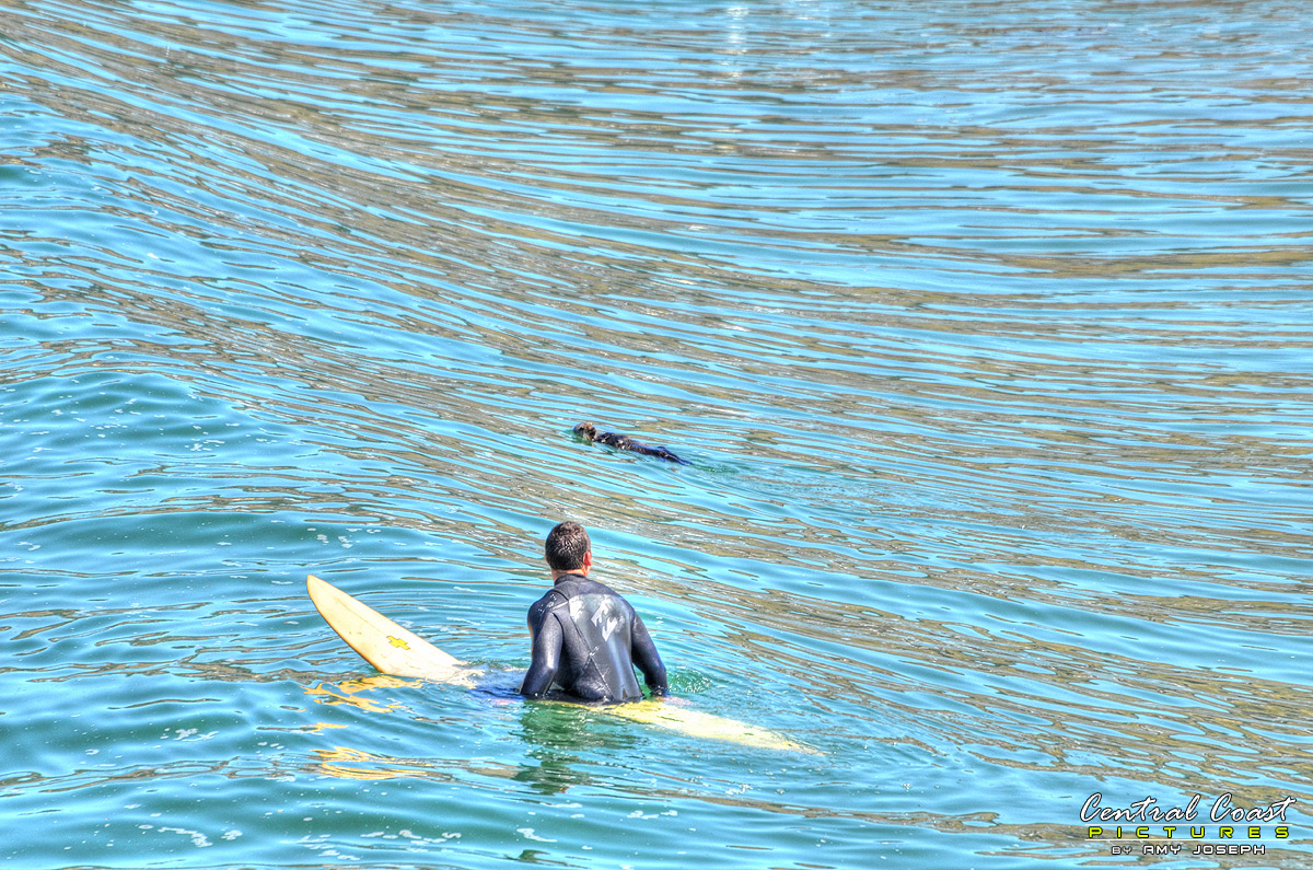 That Surfer Could Learn a Thing or Two from That Sea Otter
