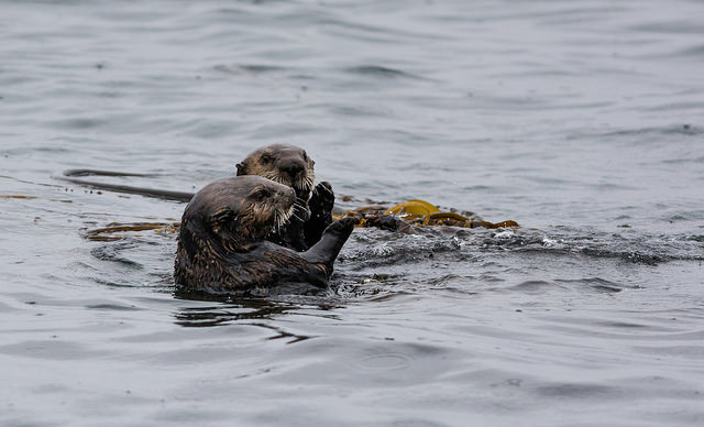 Sea Otter Friends Meet and Do Some Catching Up