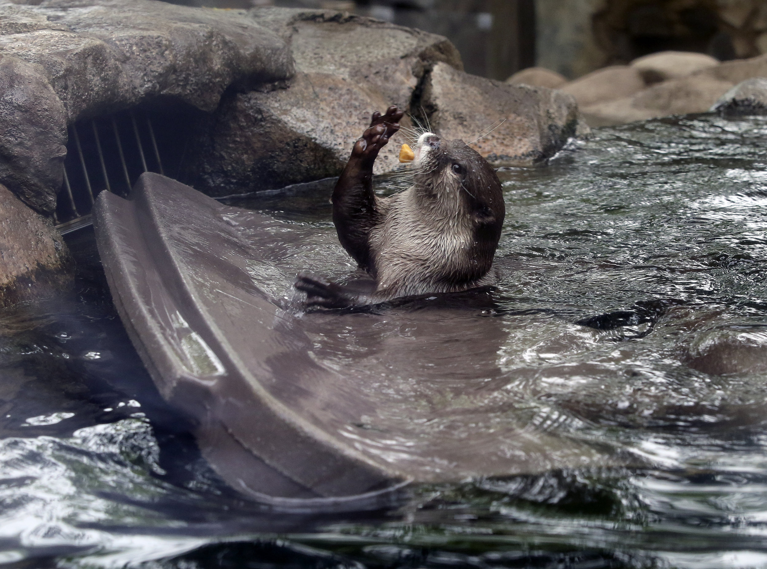 Otter, Open Your Mouth to Catch the Treat!