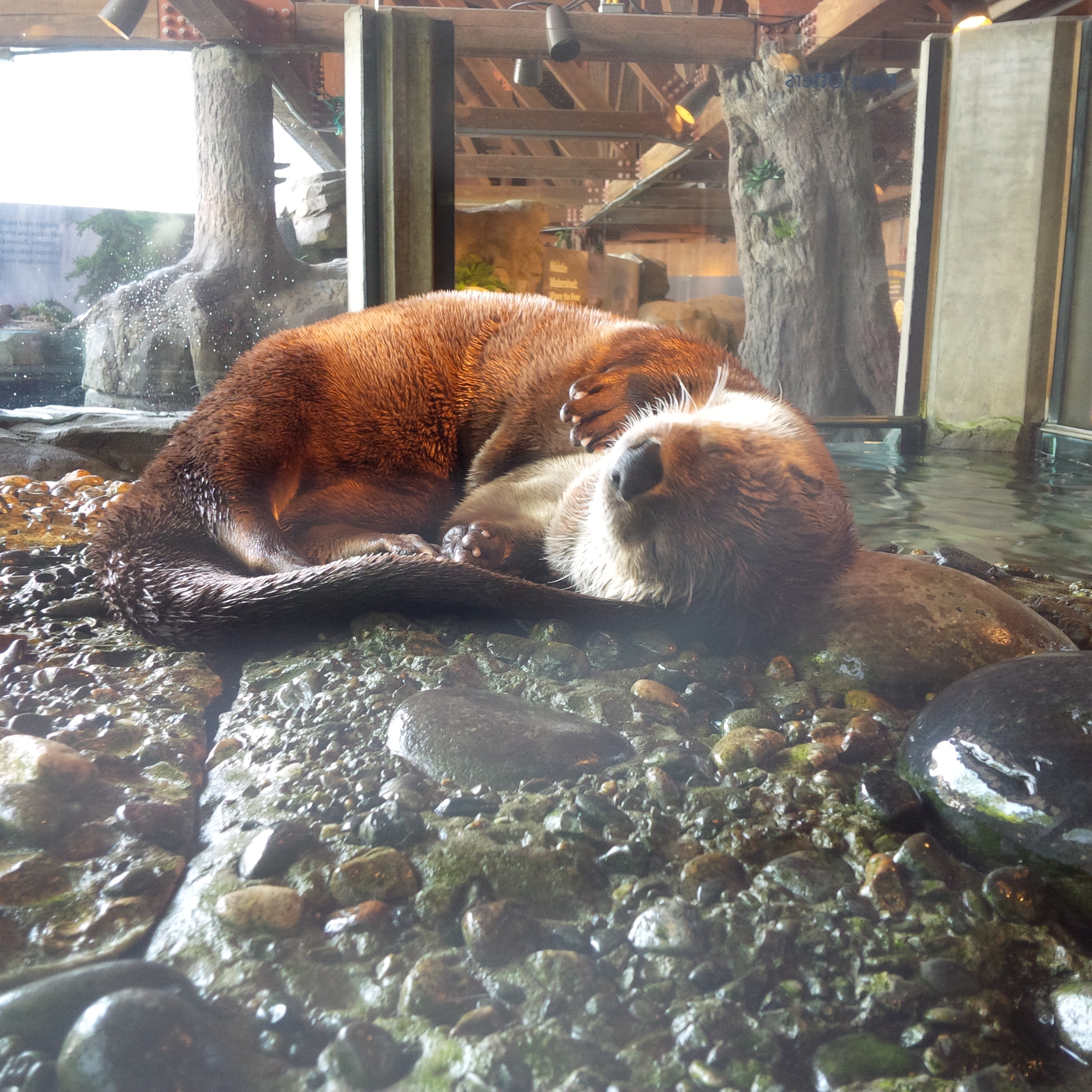 Otter Naps Paws Up to Catch All Those Dream Fish