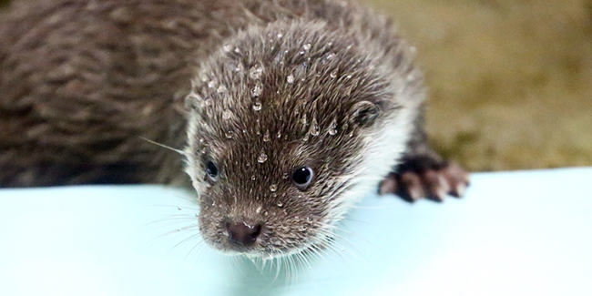 Water Beads Up on Otter Pup's Fur