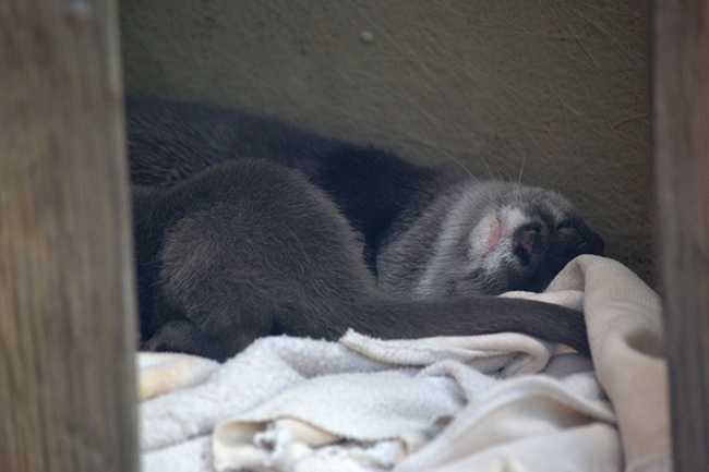 Sneaky Photo of Otter Snoozing in His Den