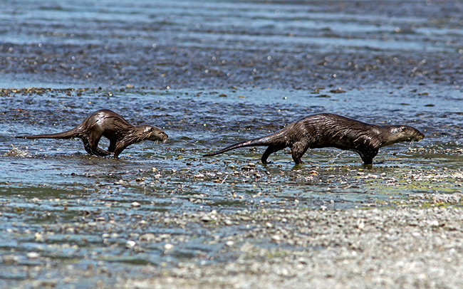Run, Otters, Run!