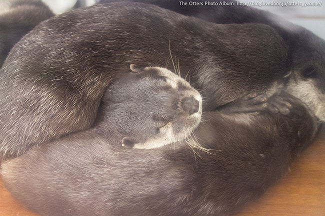Otter Naps Squeezed Between Two Friends
