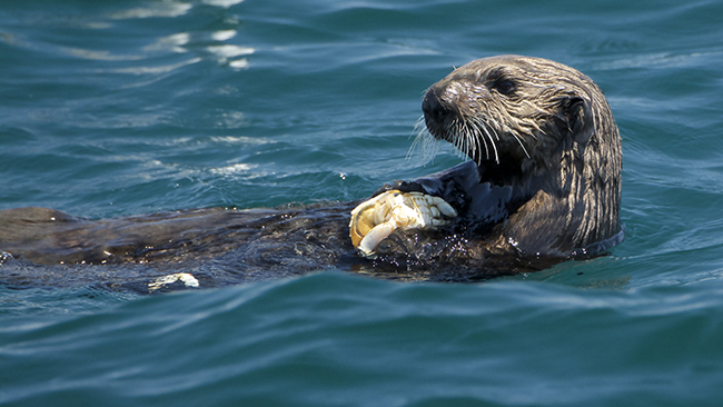 A Sea Otter's Belly Really Makes for a Perfect Table