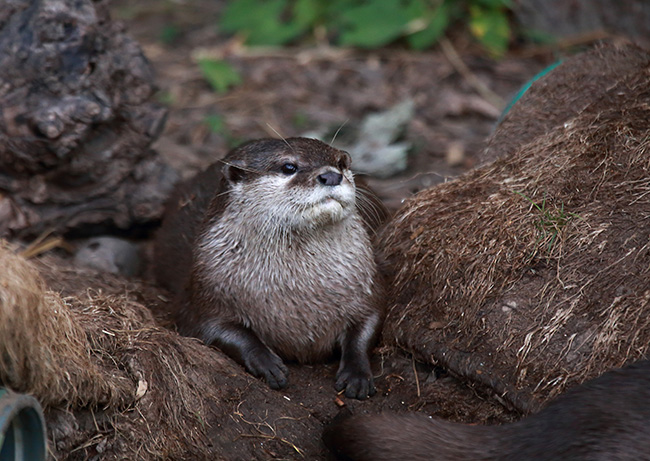 Otter Has Found a Good Spot for Sitting and Observing