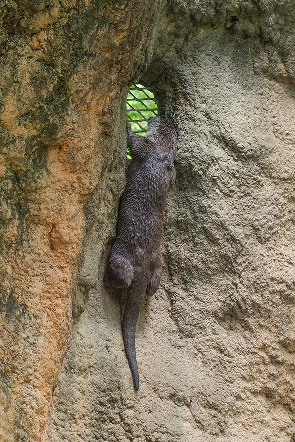 Curious and Determined Otter Climbs a Wall to Look Out the Window 