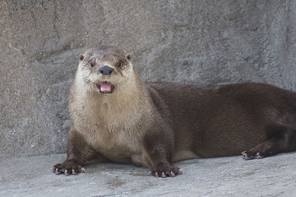 Otter Looks Surprised and Delighted