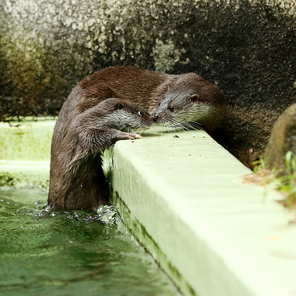 Otter Mother and Pup Go Nose to Nose Coming Out of the Pool