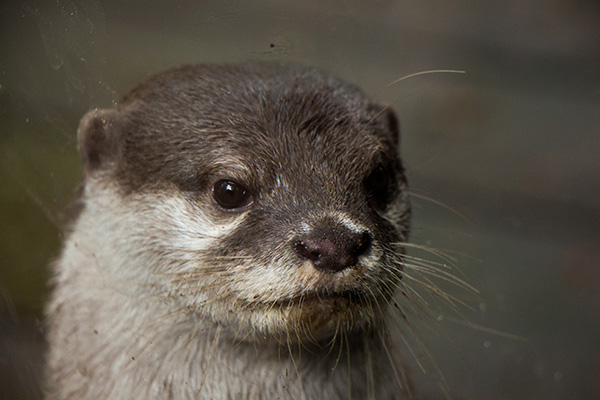 Stoic Otter Has a Formal Portrait Taken