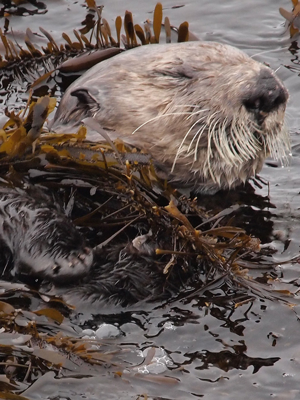 Sea Otter Gets Cozy in Kelp