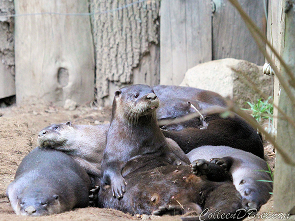 Unlike Most of Her Friends, Otter Just Cannot Seem to Fall Asleep