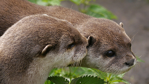 Otter Tells Her Friend a Secret