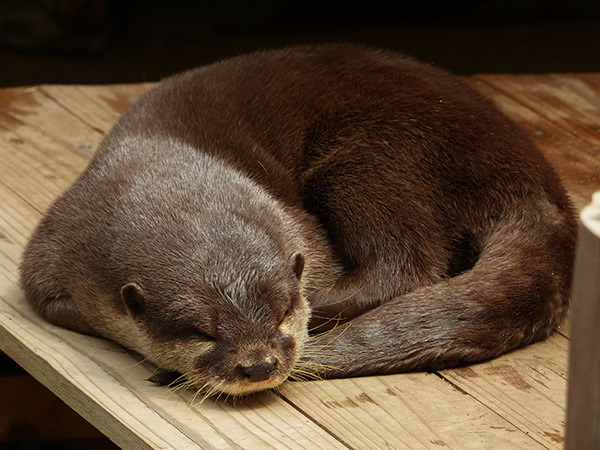 Otter Curls Up for a Nap