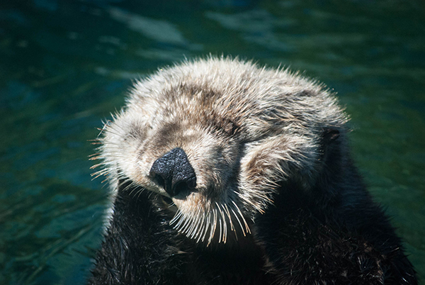 Sea Otter Tanu Gets in a Good Cheek Rub 2