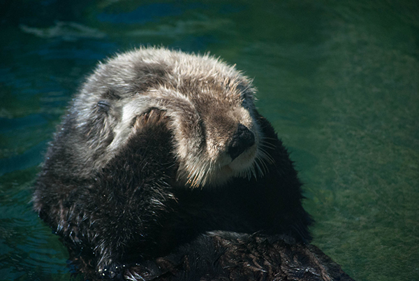 Sea Otter Tanu Gets in a Good Cheek Rub 1