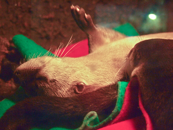 Otter Snoozes with a Paw in the Air