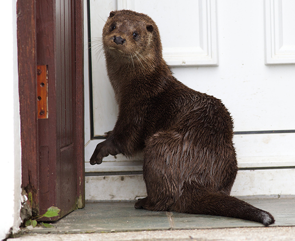 Otter Goes Door to Door Offering to Properly Dispose of Seafood Leftovers