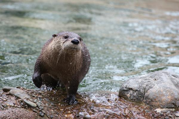 Here Comes Otter Out of the Water!