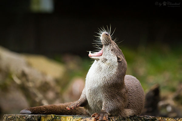 Opera Singer Otter Really Belts It Out