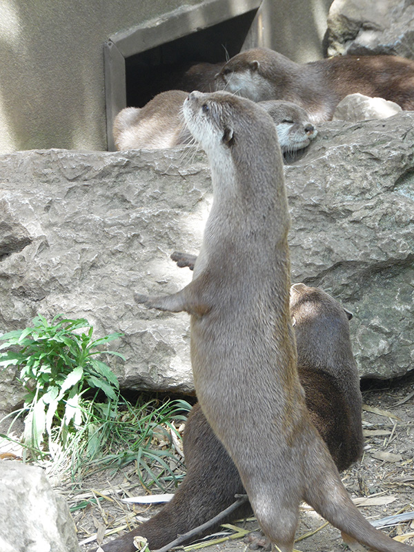 Otter Serenades His Friends with an Invisible Piano